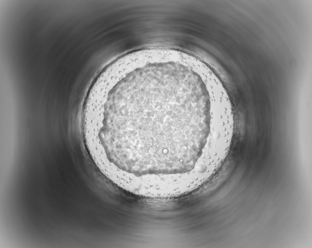 X0000093510856200711021026