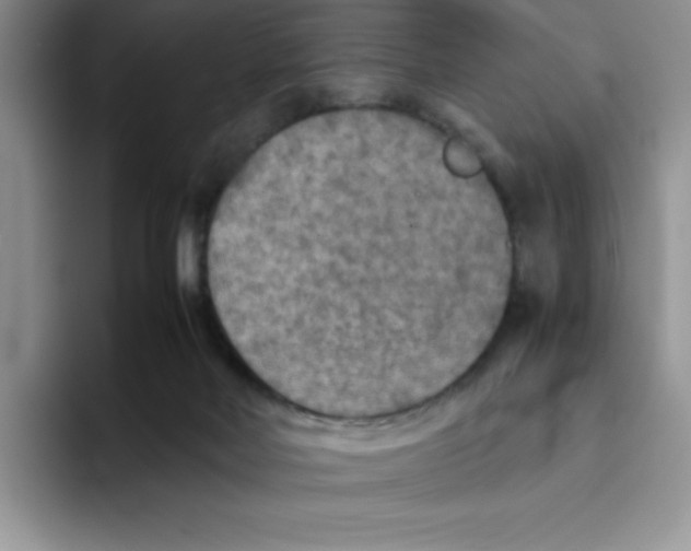 X0000093510026200711091729