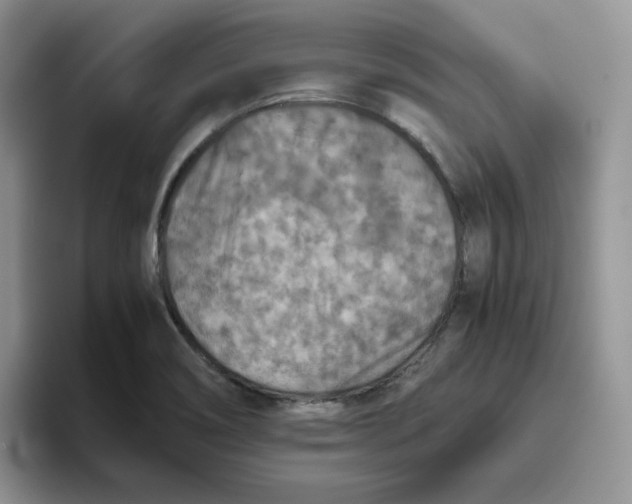 X0000093511466200711091712