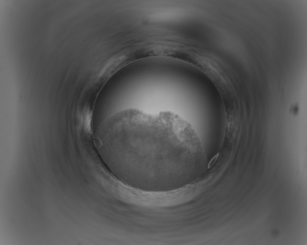 X0000093520046200710121553