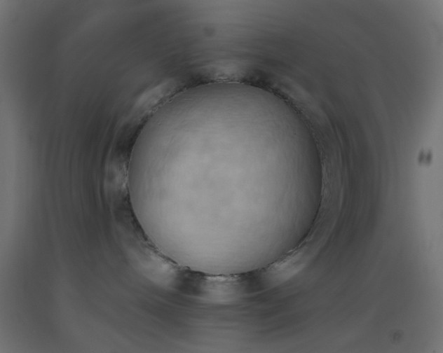 X0000093520240200710121551