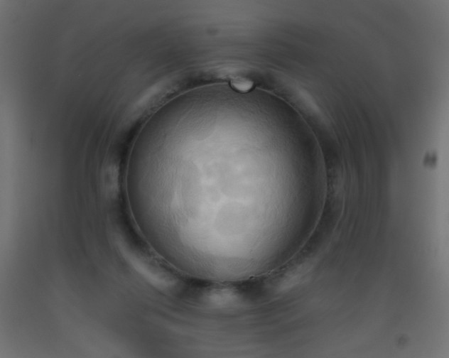 X0000093520262200710121550