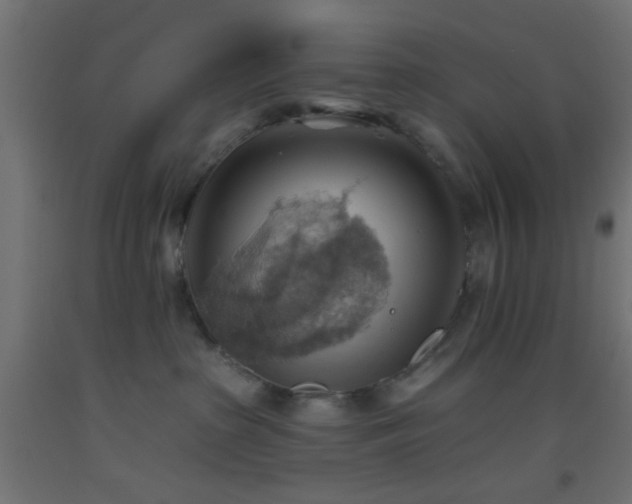 X0000093520285200710121551