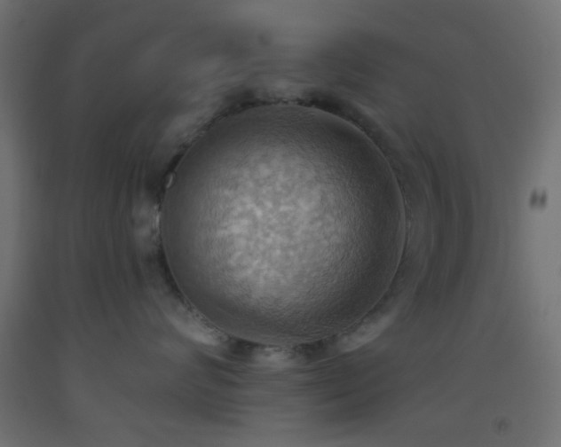 X0000093520624200710121546