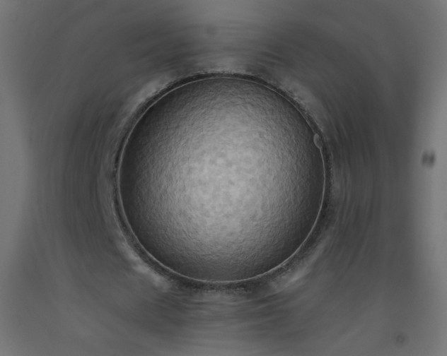 X0000093520625200710121545