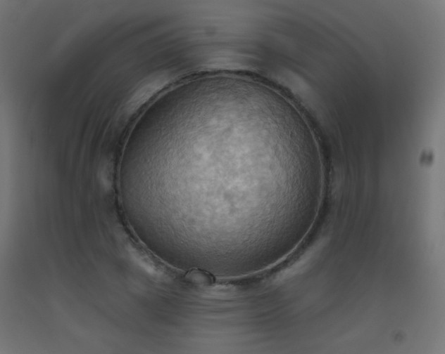 X0000093520833200710121543