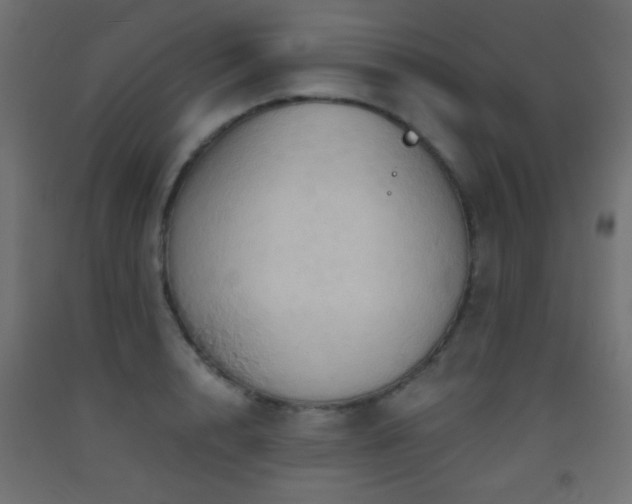 X0000093520848200710121543