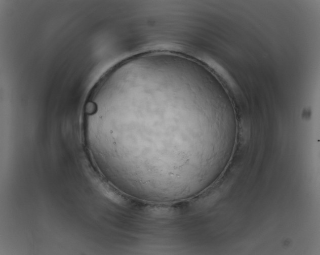 X0000093520886200710121543