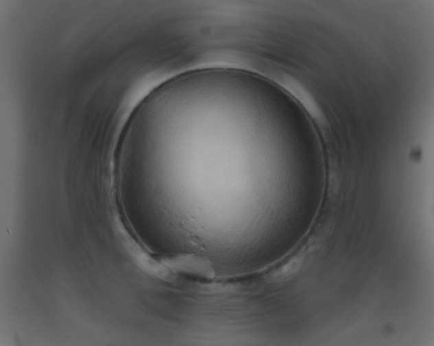 X0000093520996200710121541