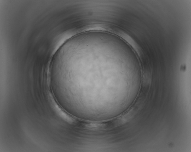 X0000093521290200710121537