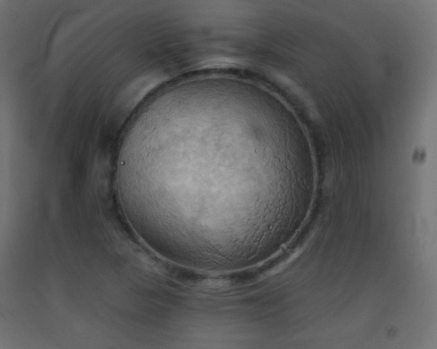 X0000093521313200710121537