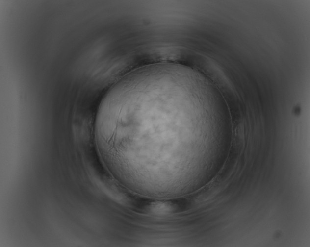 X0000093520218200710191339