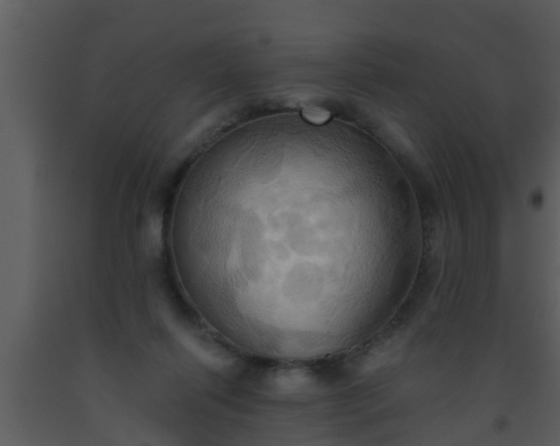 X0000093520262200710191338