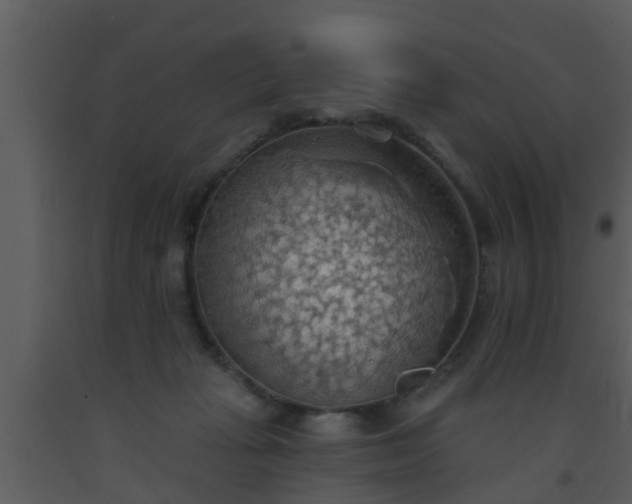 X0000093520269200710191338