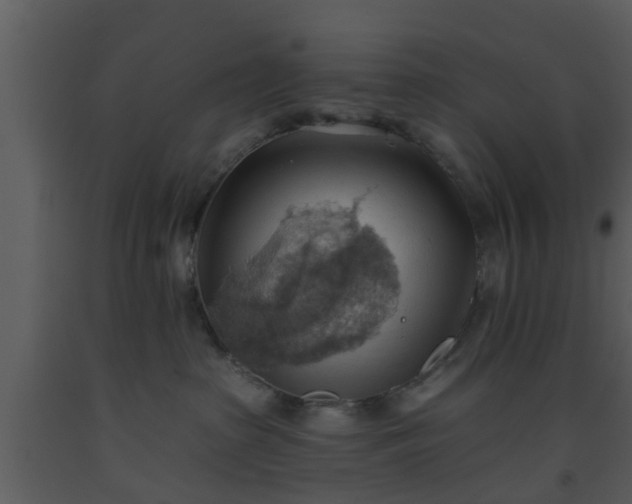 X0000093520285200710191338