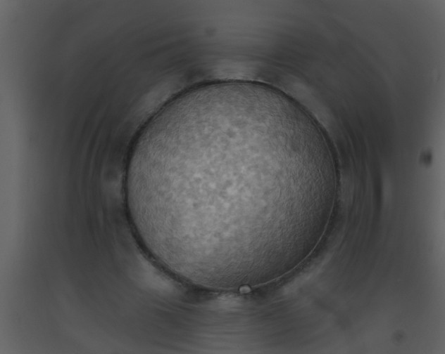 X0000093520441200710191335