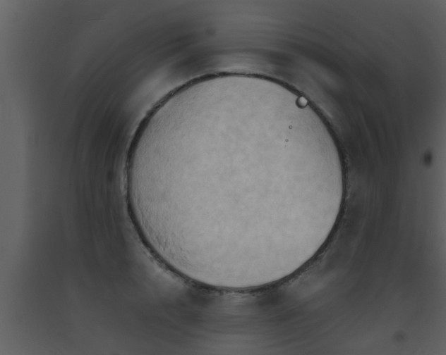 X0000093520848200710191330