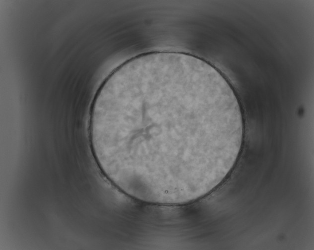 X0000093520856200710191330