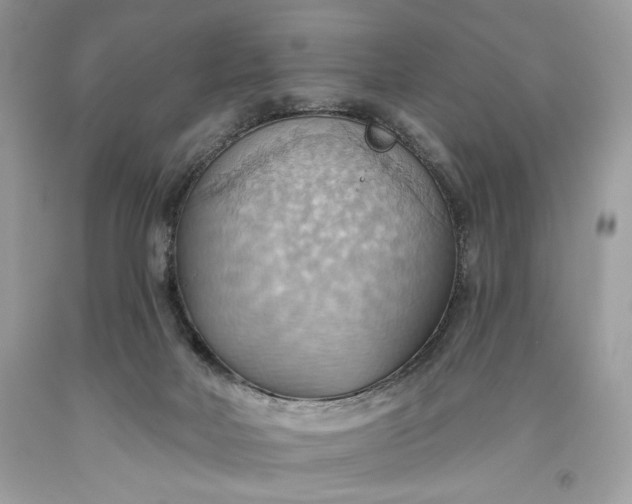 X0000093520026200710261229