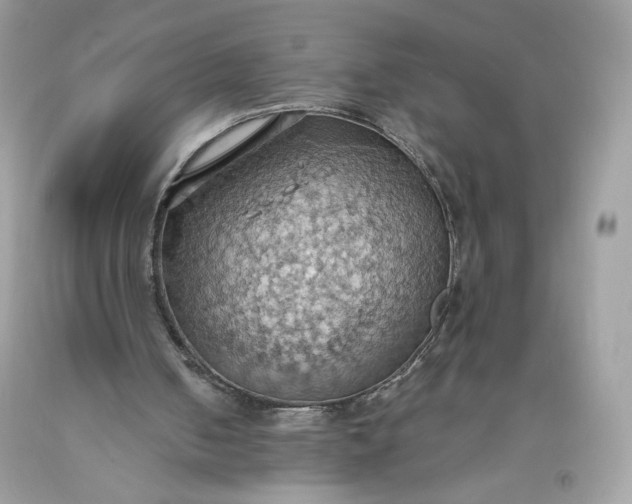 X0000093520050200710261228