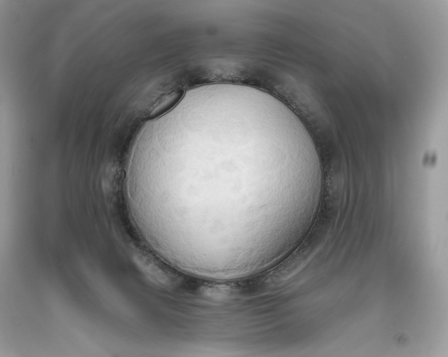 X0000093520079200710261229