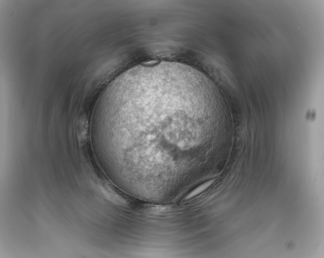 X0000093520081200710261229