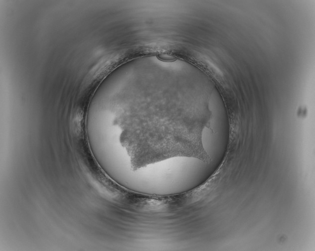 X0000093520166200710261227