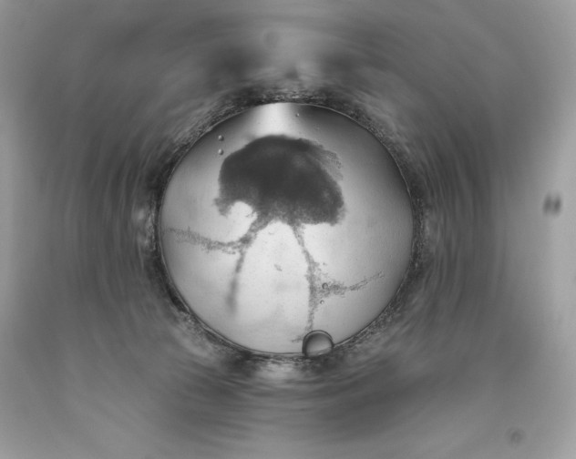 X0000093520177200710261227