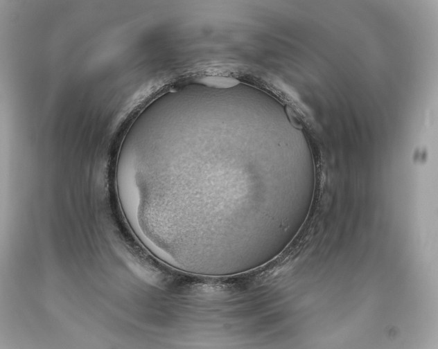 X0000093520250200710261226