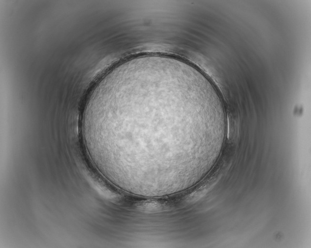 X0000093520253200710261226