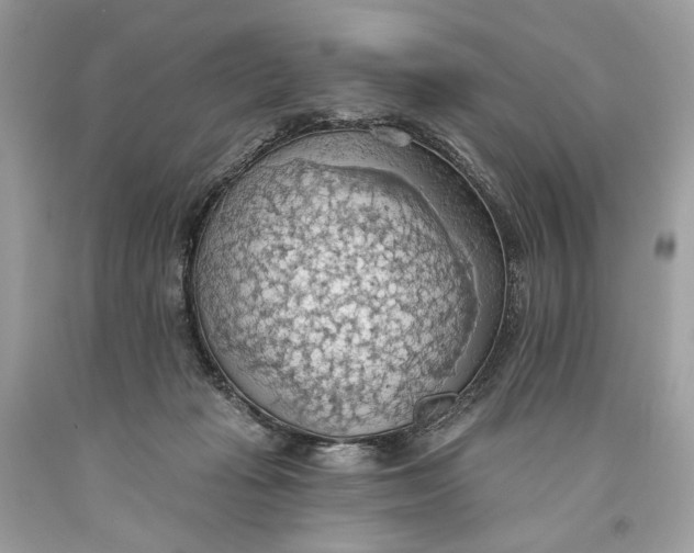 X0000093520269200710261226