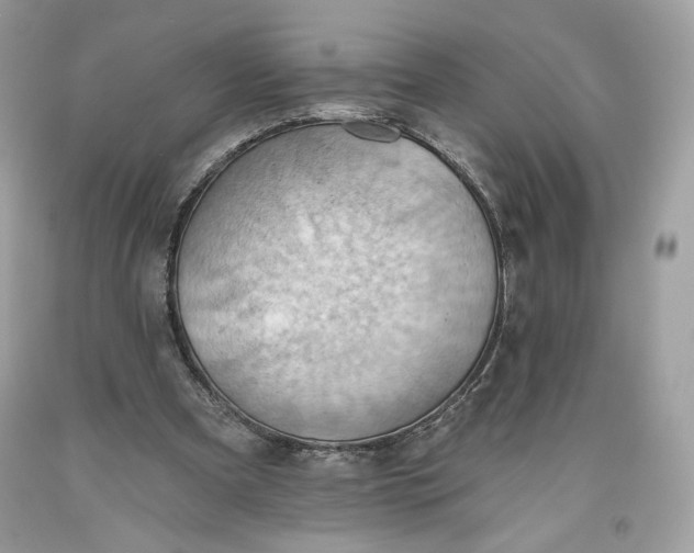 X0000093520297200710261225