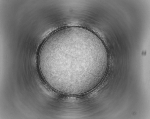 X0000093520298200710261225