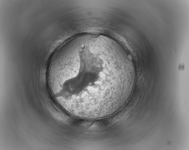 X0000093520299200710261225