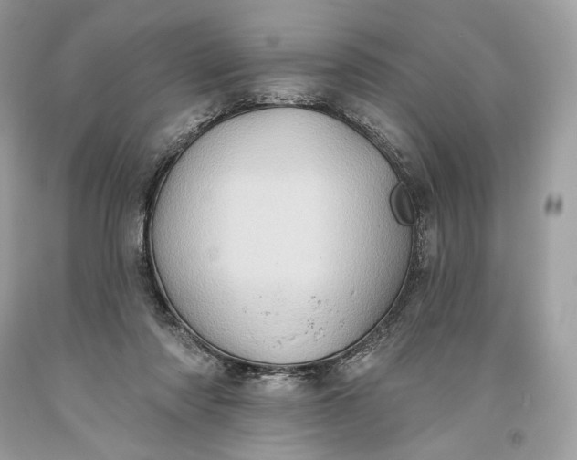 X0000093520310200710261225