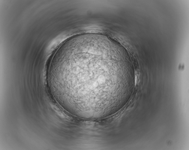 X0000093520339200710261224