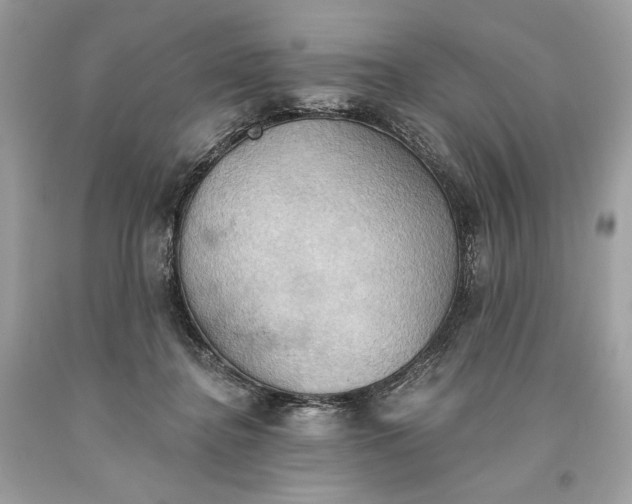 X0000093520364200710261225