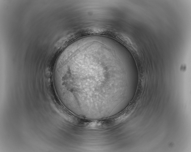 X0000093520366200710261225