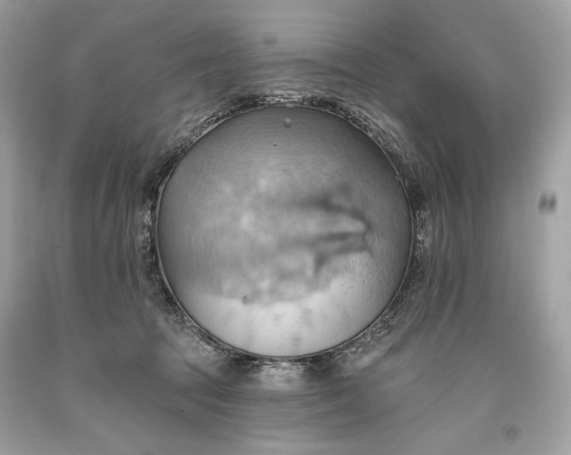 X0000093520369200710261225