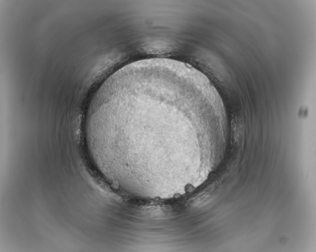 X0000093520404200710261224