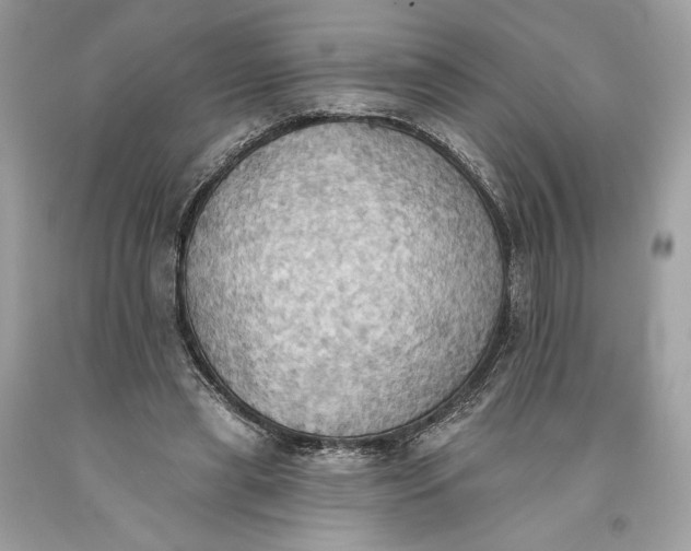 X0000093520445200710261223