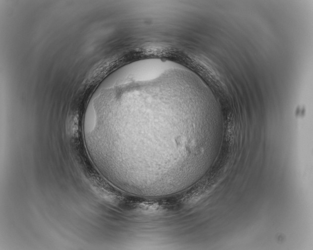 X0000093520502200710261222