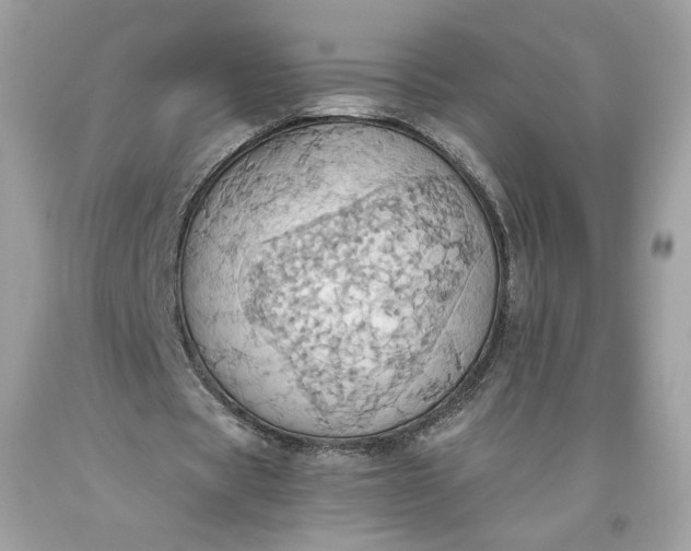 X0000093520529200710261221