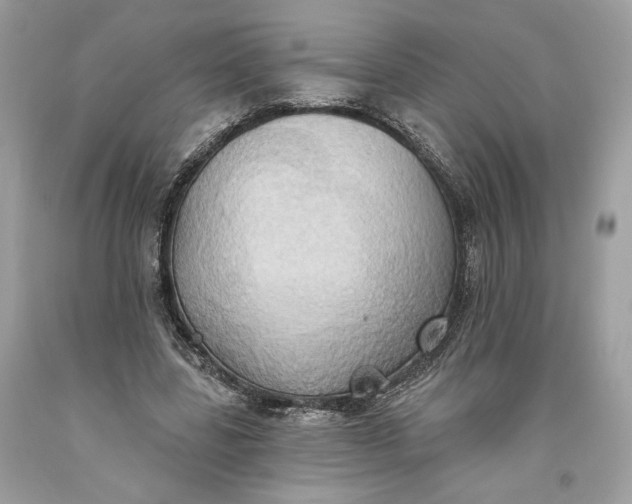 X0000093520539200710261222