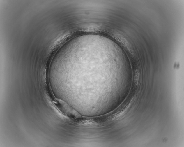 X0000093520589200710261221