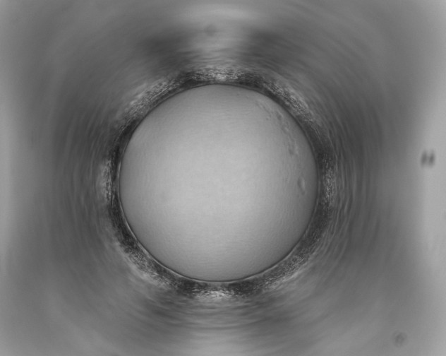 X0000093520594200710261221