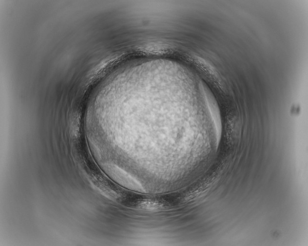 X0000093520596200710261221