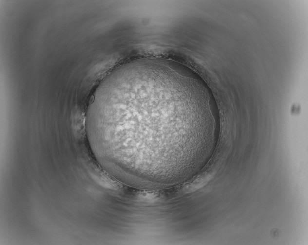 X0000093520624200710261221