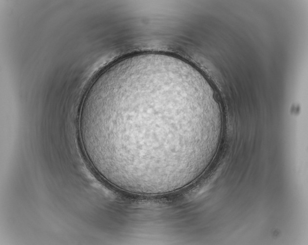 X0000093520625200710261220