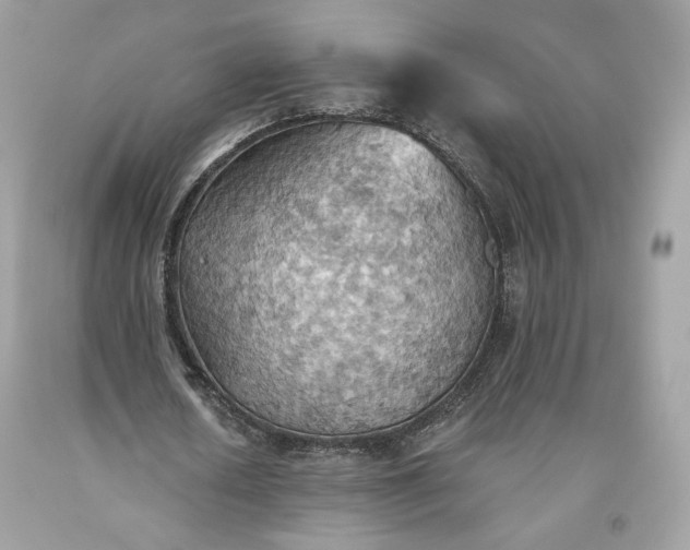 X0000093520626200710261220